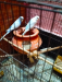 Budgigar mastar pair sell